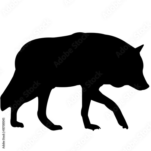 Coyote