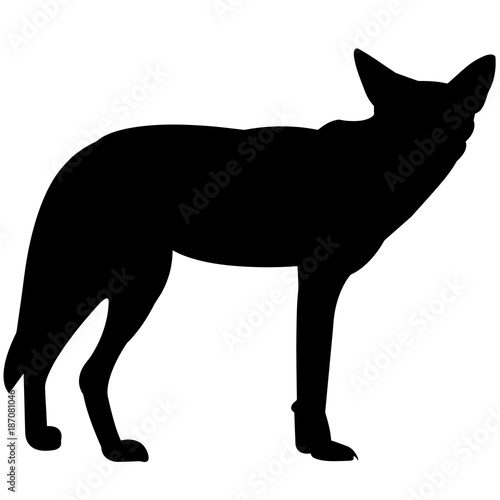Coyote