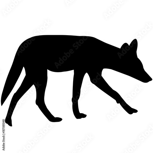 Coyote