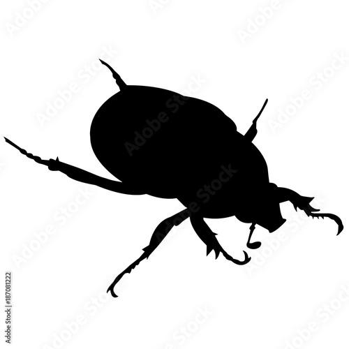 Dung beetle
