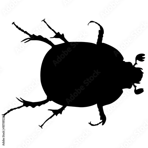 Dung beetle