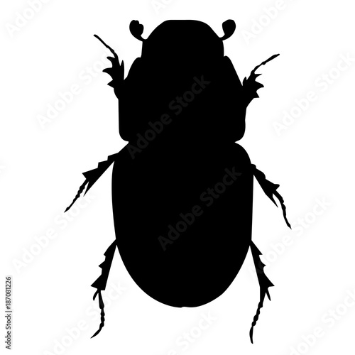Dung beetle