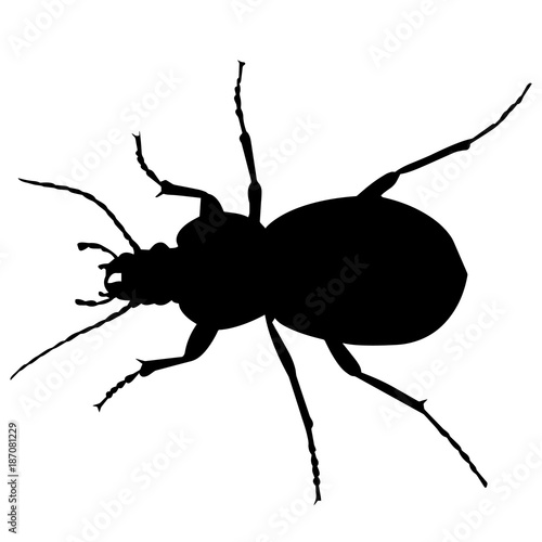 Dung beetle