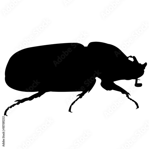 Dung beetle