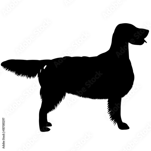 English Setter Dog