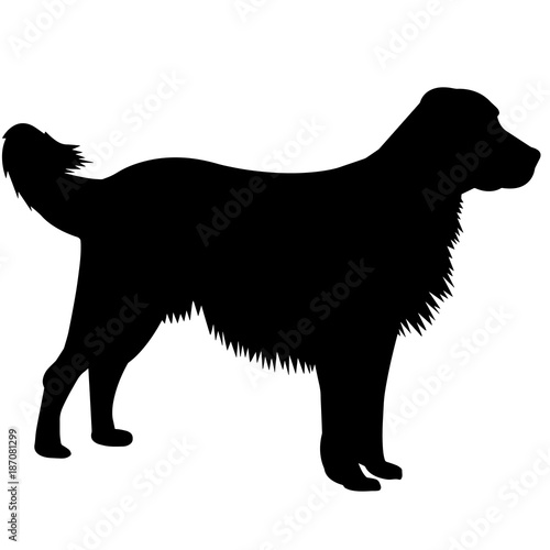 English Setter Dog