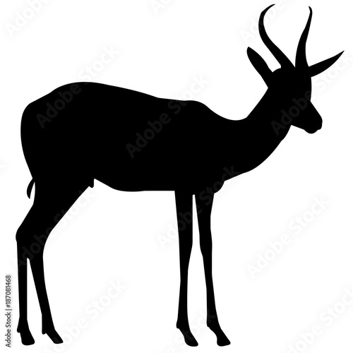 Gazelle