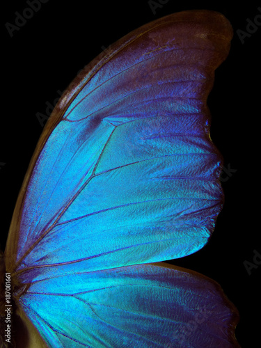 Skrzydła motyla Morpho tekstury tła. Motyl Morpho.