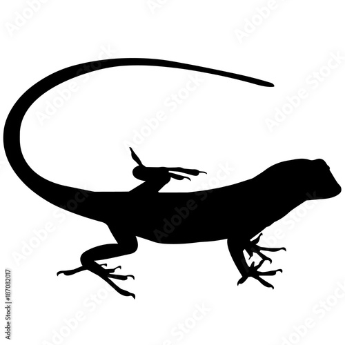 Lizard Silhouette Vector Graphics photo