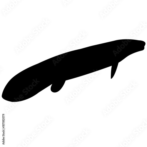 Lungfish Silhouette Vector Graphics