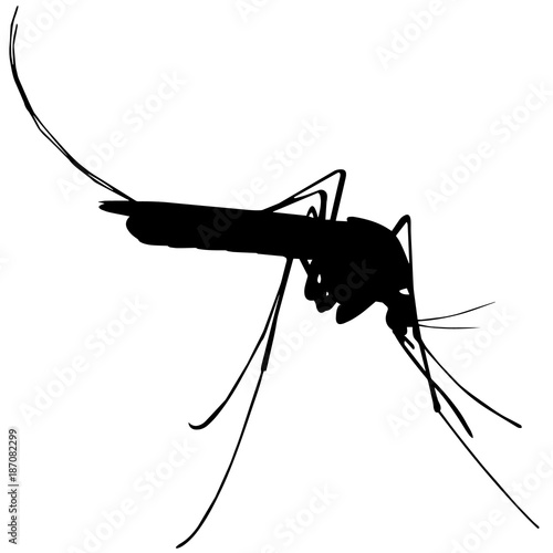 Mosquito Silhouette Vector Graphics photo