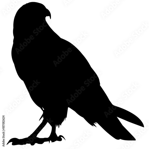 Peregrine falcon Silhouette Vector Graphics