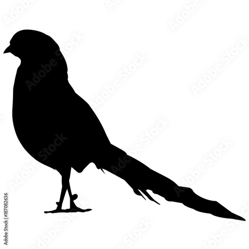 Pheasant Silhouette Vector Graphics