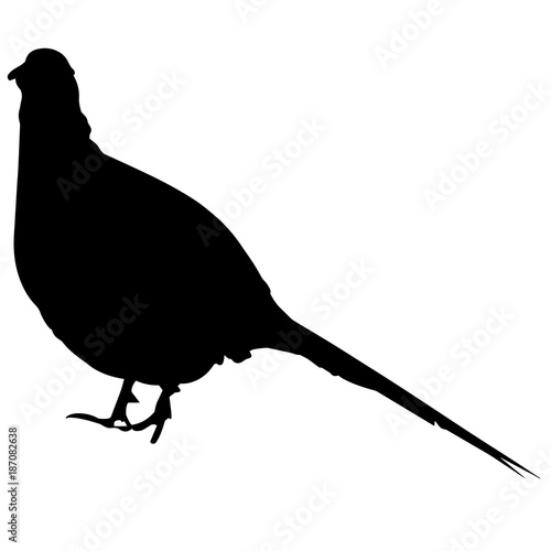 Pheasant Silhouette Vector Graphics