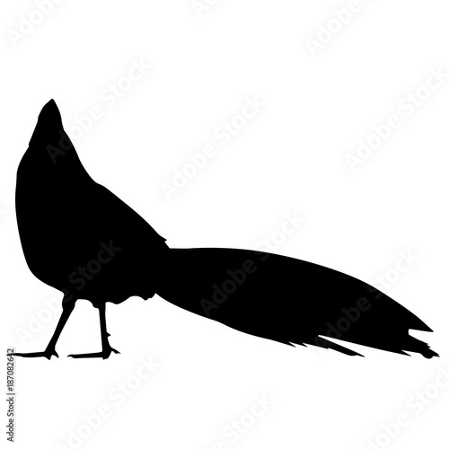 Pheasant Silhouette Vector Graphics
