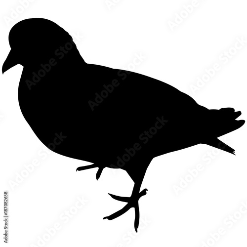 Pigeon Silhouette Vector Graphics