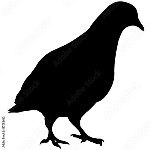 Pigeon Silhouette Vector Graphics