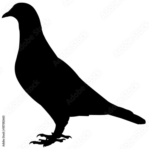 Pigeon Silhouette Vector Graphics