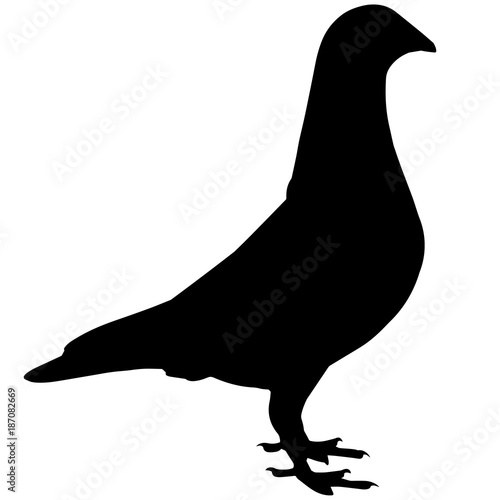 Pigeon Silhouette Vector Graphics