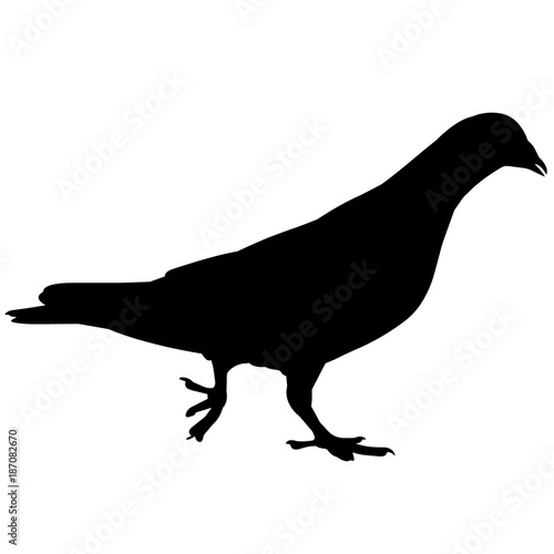 Pigeon Silhouette Vector Graphics