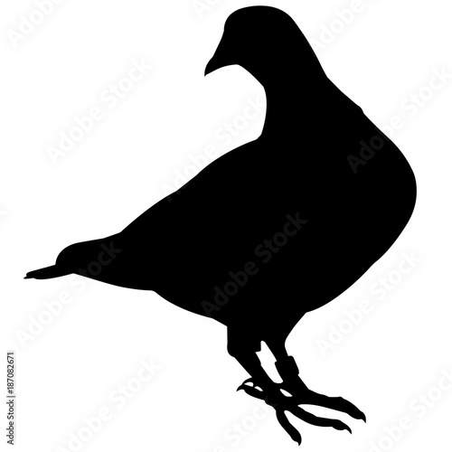 Pigeon Silhouette Vector Graphics