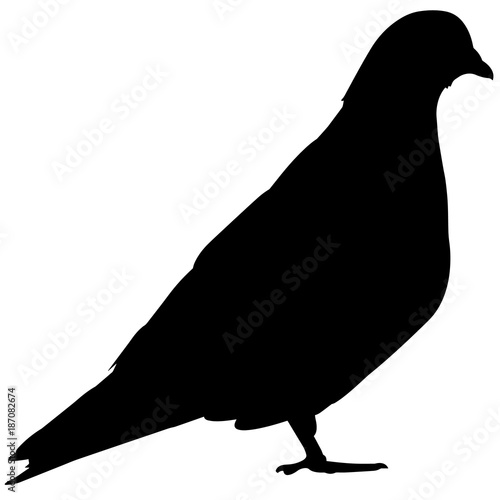 Pigeon Silhouette Vector Graphics