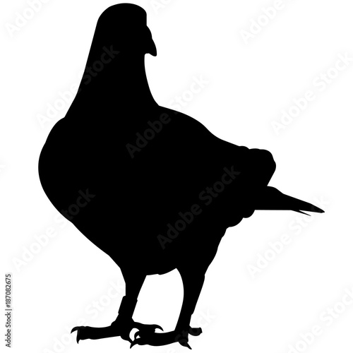 Pigeon Silhouette Vector Graphics