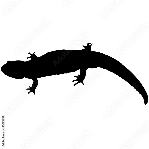 Salamander Silhouette Vector Graphics