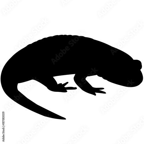 Salamander Silhouette Vector Graphics photo