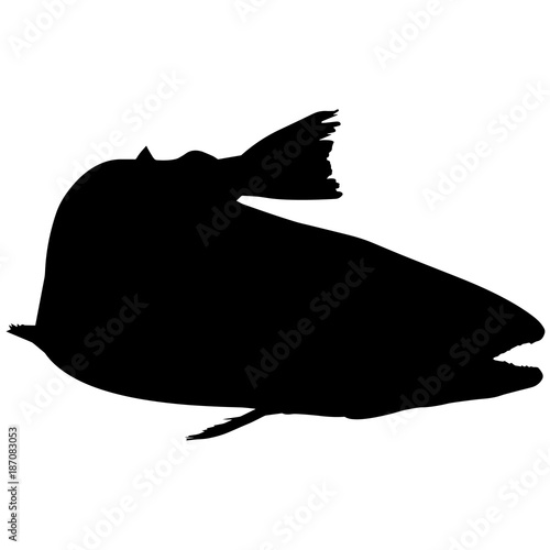 Salmon Silhouette Vector Graphics photo