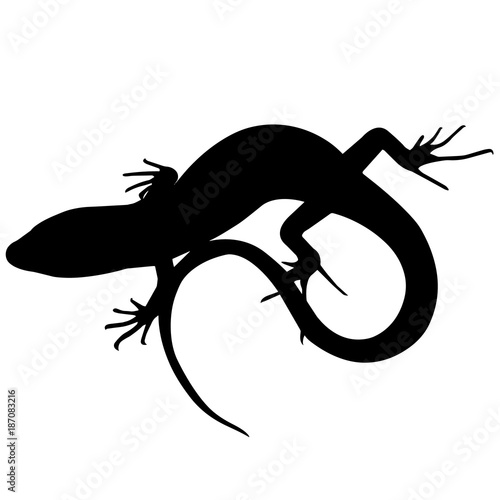 Skink Silhouette Vector Graphics