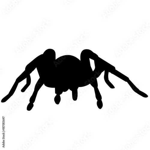 Tarantula Silhouette Vector Graphics