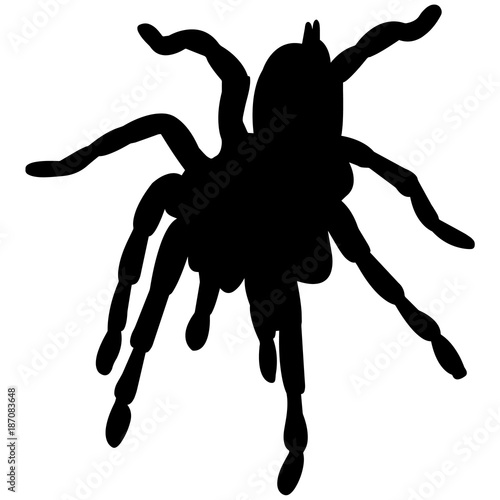 Tarantula Silhouette Vector Graphics