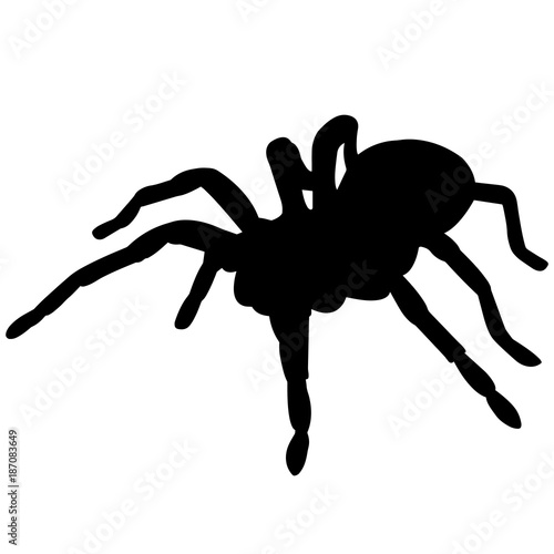 Tarantula Silhouette Vector Graphics