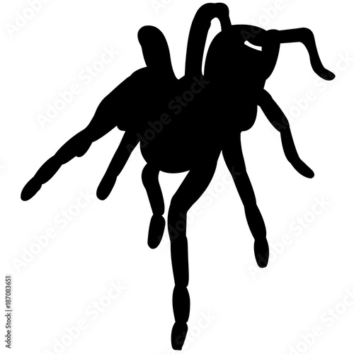 Tarantula Silhouette Vector Graphics