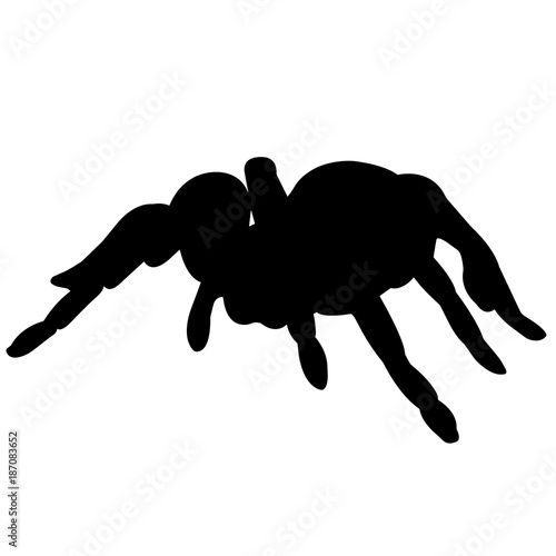 Tarantula Silhouette Vector Graphics