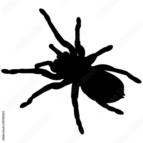 Tarantula Silhouette Vector Graphics