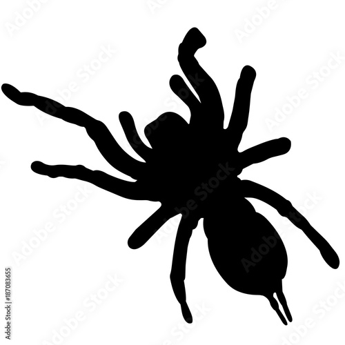 Tarantula Silhouette Vector Graphics