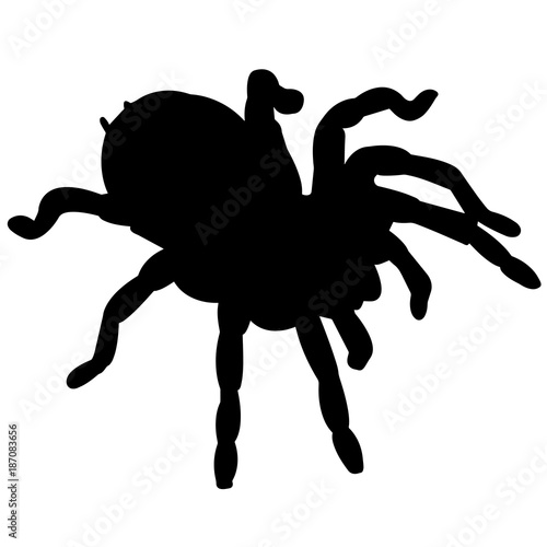 Tarantula Silhouette Vector Graphics
