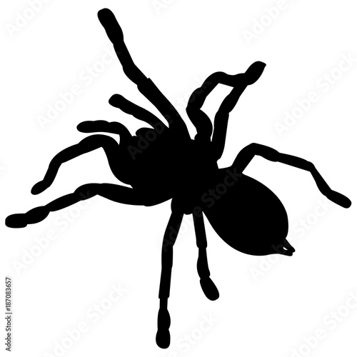 Tarantula Silhouette Vector Graphics