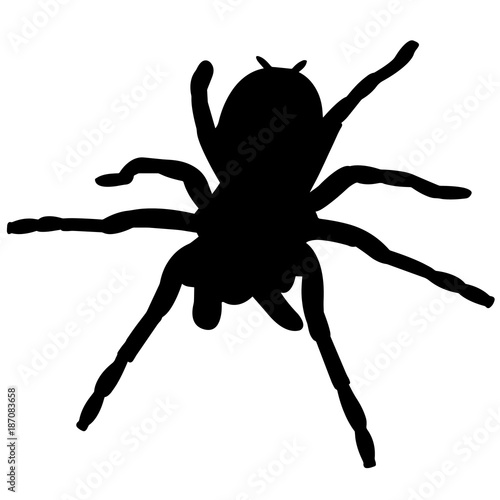 Tarantula Silhouette Vector Graphics