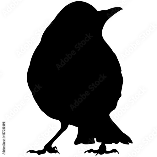 Thrush Silhouette Vector Graphics