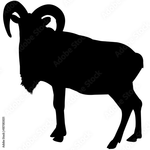 Urial Silhouette Vector Graphics photo