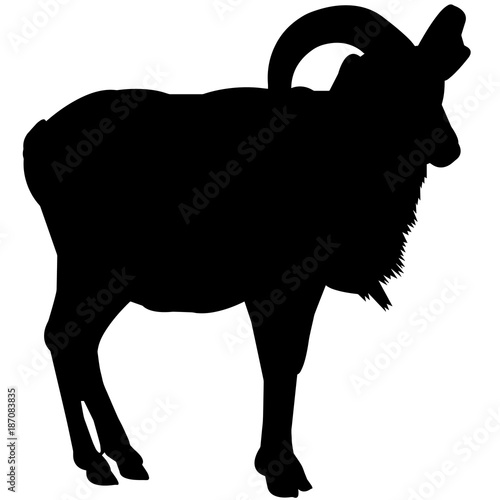 Urial Silhouette Vector Graphics