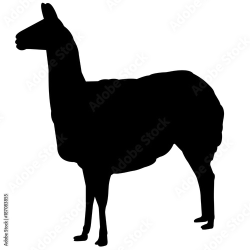 Vicuna Silhouette Vector Graphics