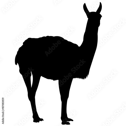 Vicuna Silhouette Vector Graphics