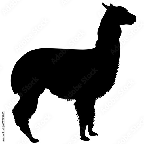Vicuna Silhouette Vector Graphics