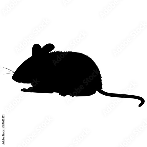 Vole Silhouette Vector Graphics photo