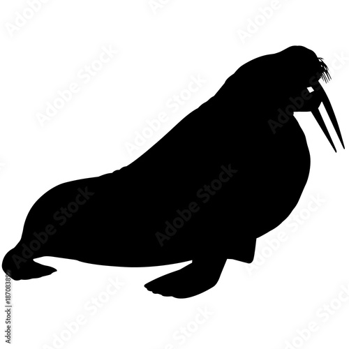 Walrus Silhouette Vector Graphics