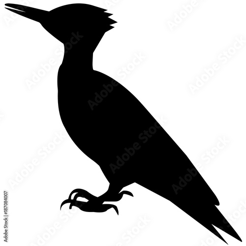 Wood pecker Silhouette Vector Graphics